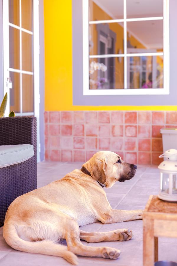 Quinta Almargem Lusitano - Farm House Tavira Ngoại thất bức ảnh